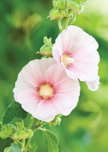 Image of a Hollyhock Flower