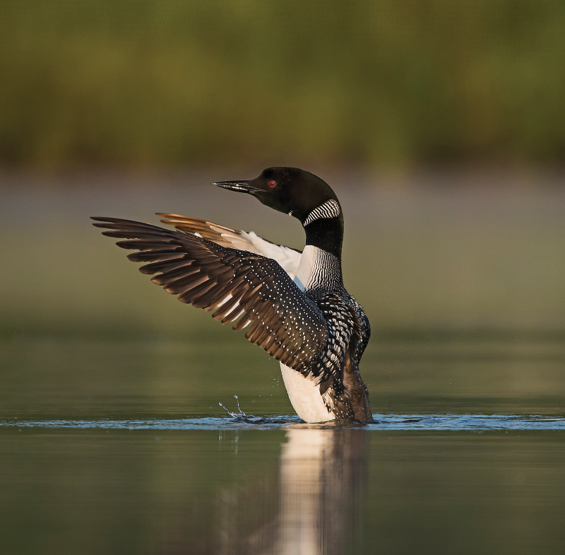 Loon flapping wings