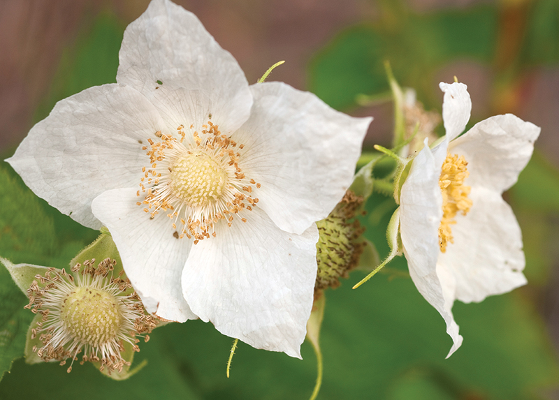 Thimbleberry blossoms at Isle Royale National Park.