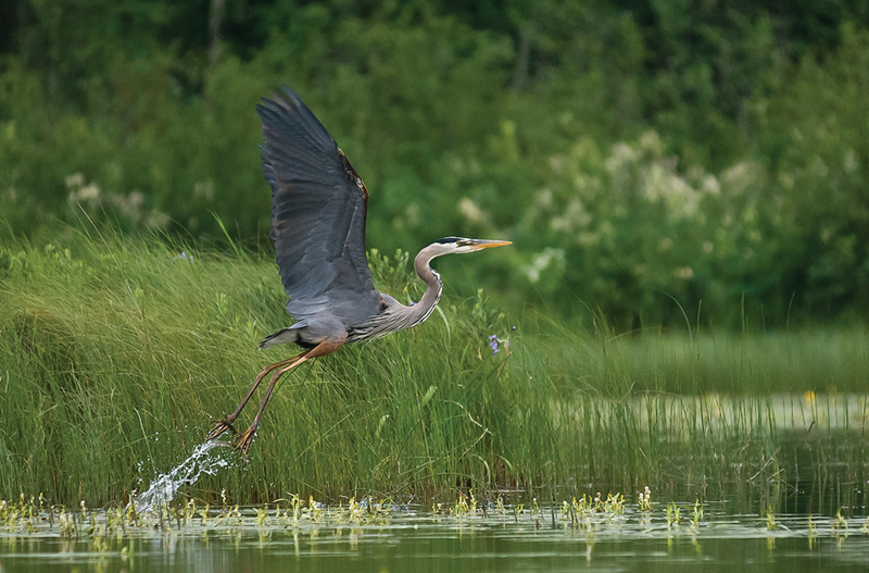 A Great Blue Heron takes flight from a marsh at Isle Royale national Park.
