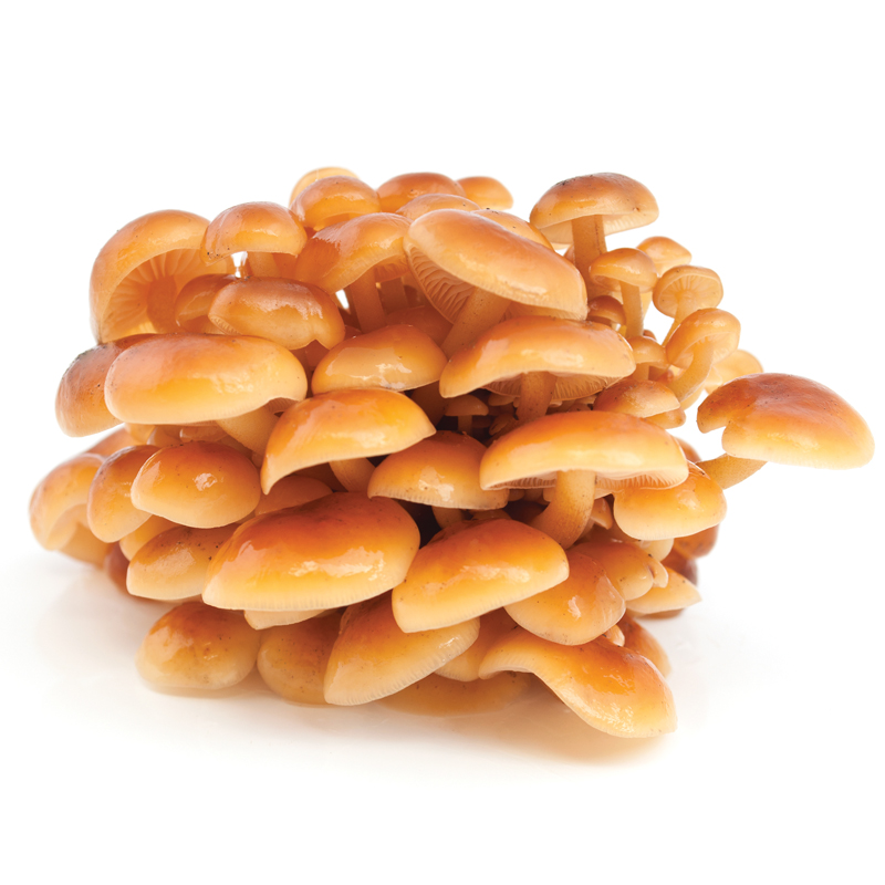 Honey mushrooms