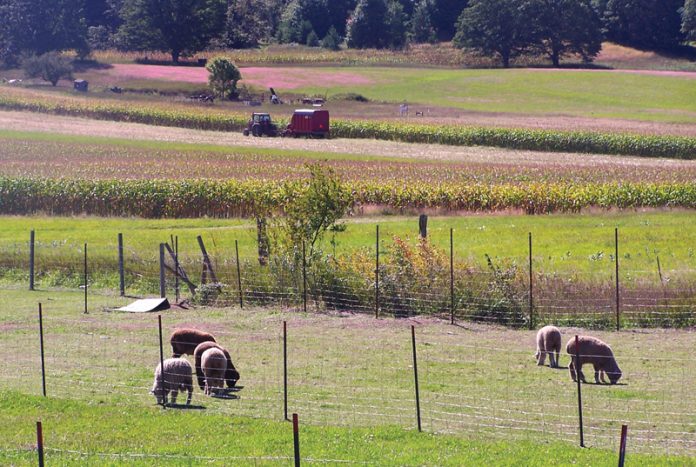 Sheep graze in the field at Promised Land Sheep and Beef.