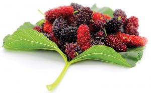 Mulberries