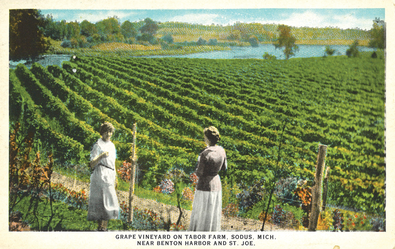 Grape Vineyard Tabor Farm
