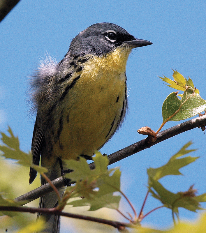 Kirtland's Warbler