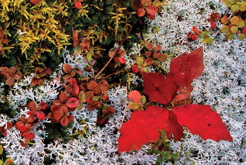 “Ground Cover Along Grand Sable Dunes, Autumn”