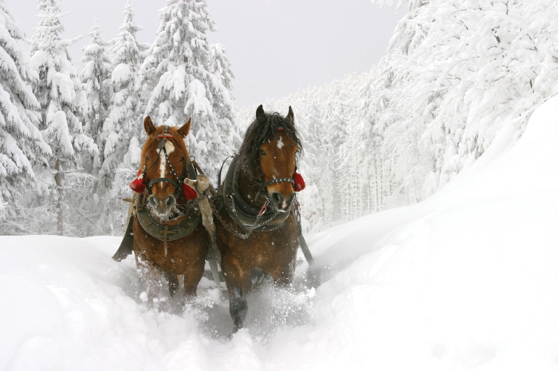 Sleigh Rides