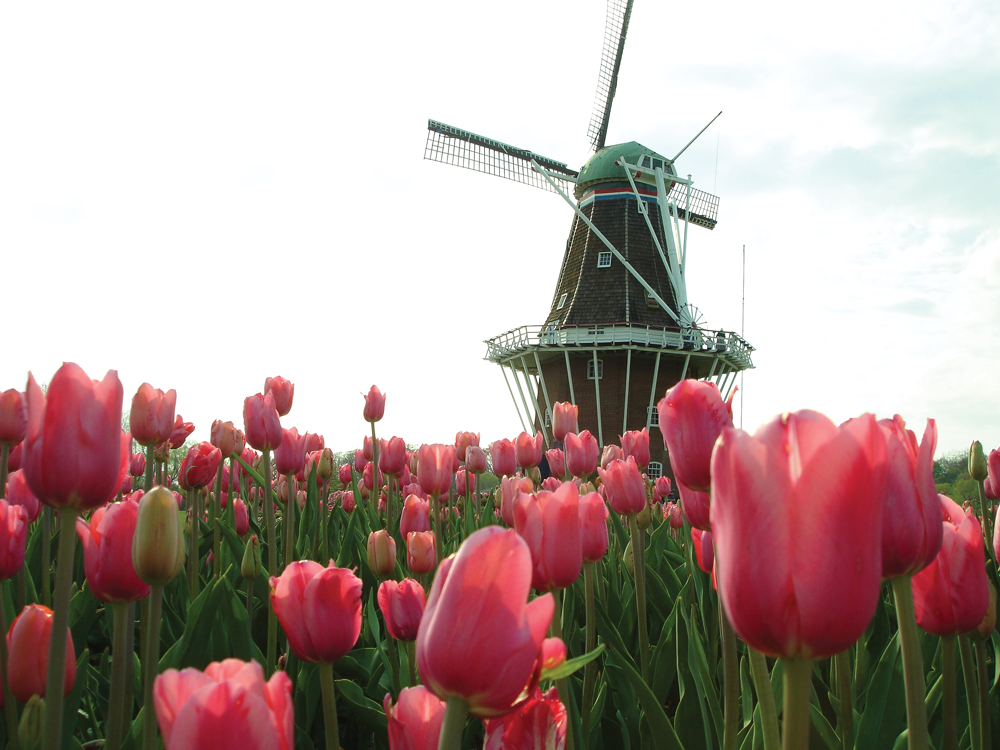 DeZwaan Windmill Tulips