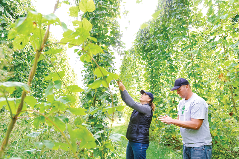 Hopyards Kent Co in the hop field