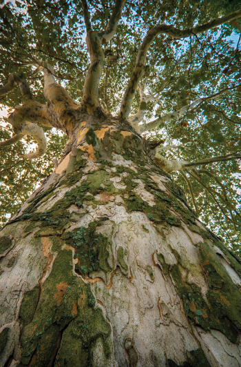 Massive Tree