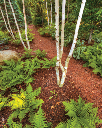 Ground tree bark & pine needle trail