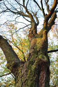 moss covered tree branches