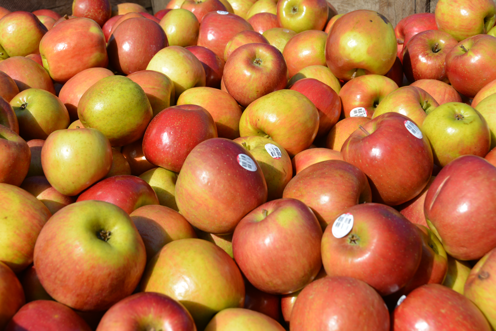 All About McIntosh Apples  Robinette's Apple Orchards in Michigan