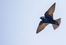 An Idea Takes Flight